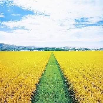 Amazon.co.jp: 無洗米 令和6年産 北海道産 ななつぼし 20kg (5kg